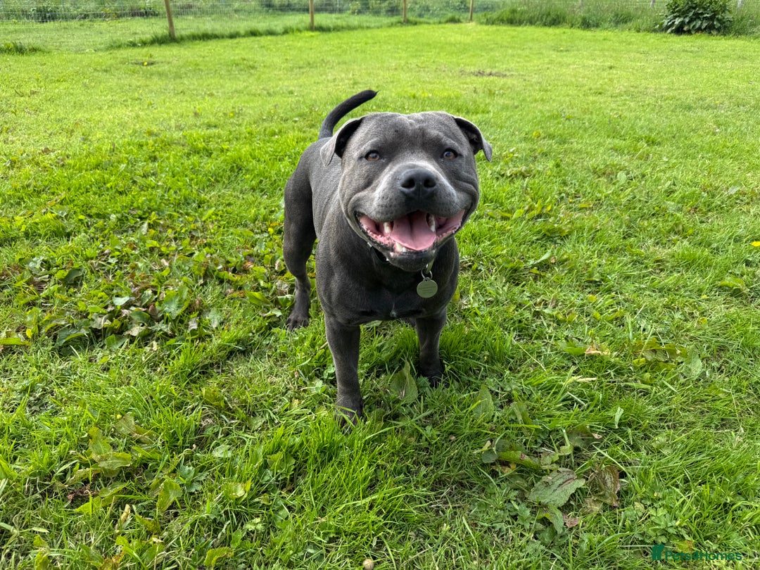 Staffordshire Bull Terrier dogs for stud: KC Reg Staffy Adorable Stud - Image 4