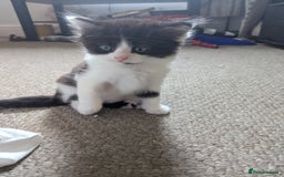 Mixed Breed cats for sale: Beautiful boy kittens - Image 8