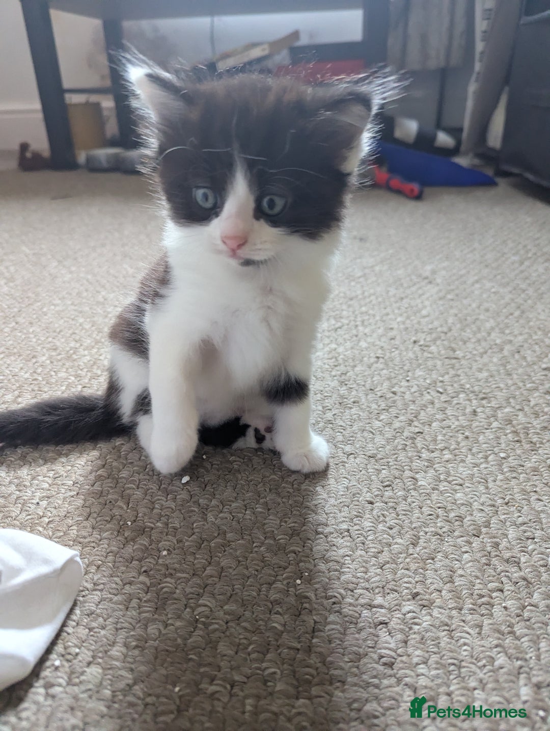 Mixed Breed cats for sale: Beautiful boy kittens - Image 8