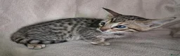 Savannah cats for sale: Super spotty F5 Savannah kittens - Advert 12