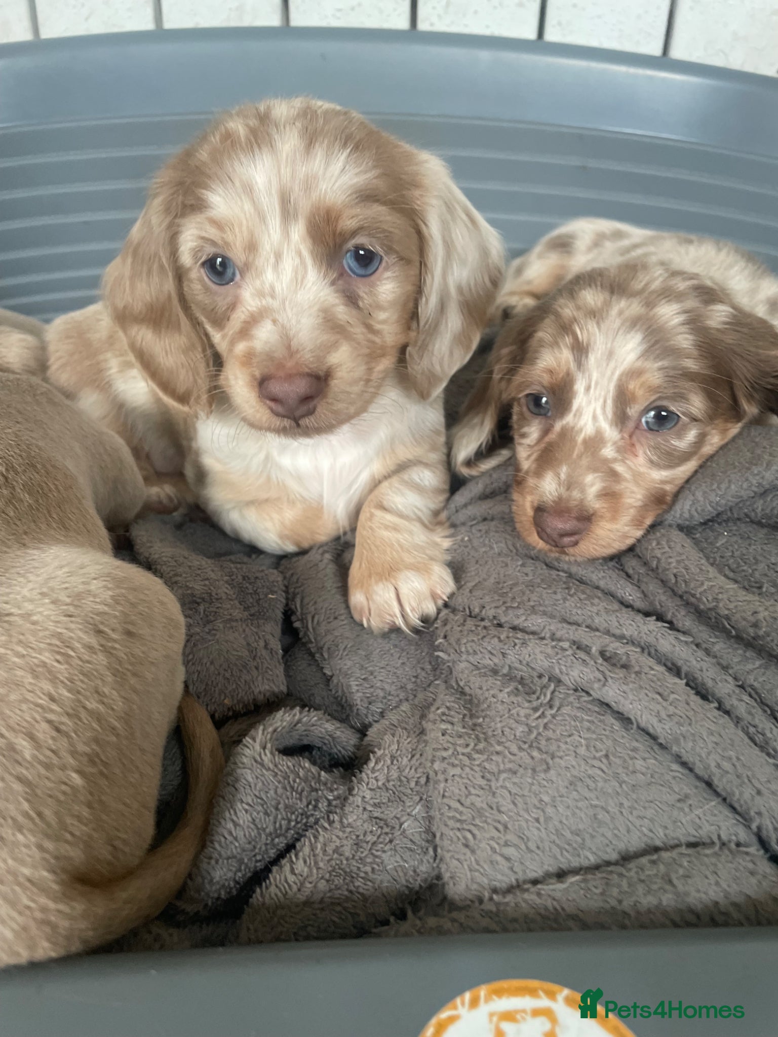 Dachshund dogs Miniature Dachshund Puppies - Advert 9