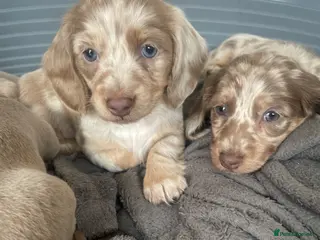 Dachshund dogs Miniature Dachshund Puppies - Advert 9