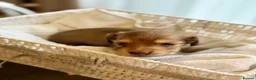 Miniature Dachshund dogs for sale: Cream Long-Haired Miniature Dachshund Puppies! - Advert 2