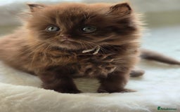 British Shorthair cats for sale: GCCF Chocolate British Shorthair kittens  - Image 11