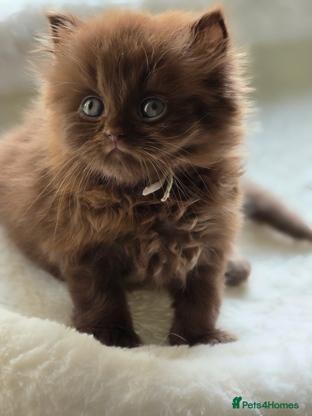 British Shorthair cats for sale: GCCF Chocolate British Shorthair kittens  - Image 11