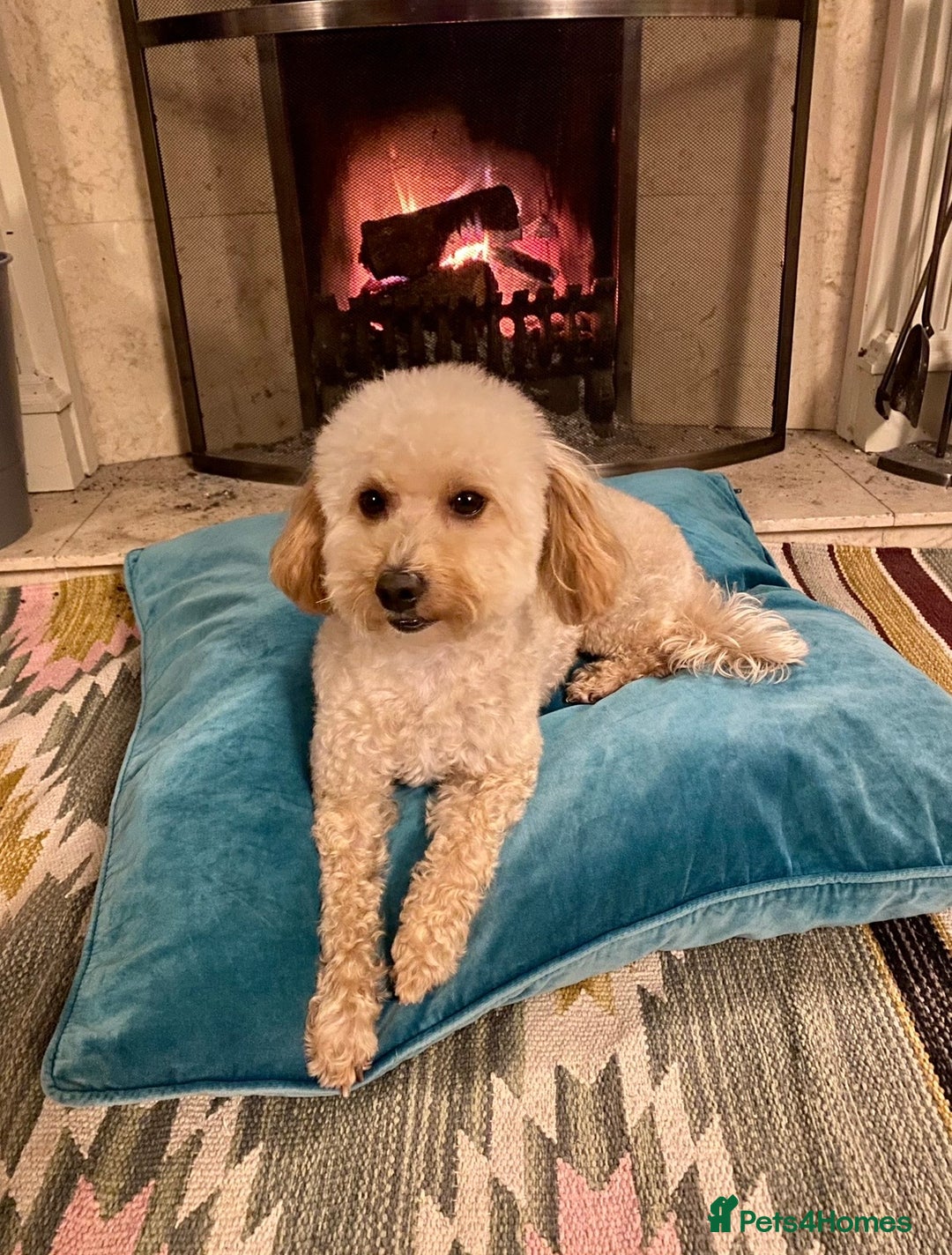 Poochon dogs for sale: Gorgeous Merle boy Poochon Puppy - Advert 10