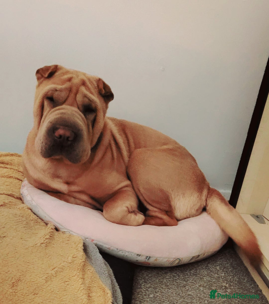 Shar Pei dogs for sale: Shar Pei Puppies - Image 17