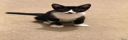 Mixed Breed cats for sale: Adorable Siamese cross Domestic Shorthair kittens  - Advert 10