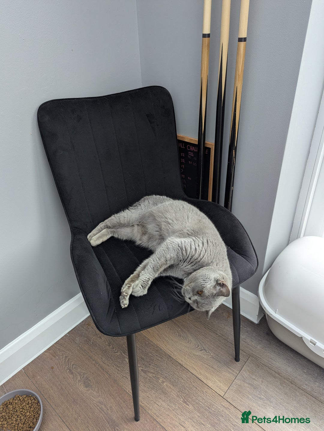 British Shorthair cats for sale: British shorthair female blue older girl - Image 5