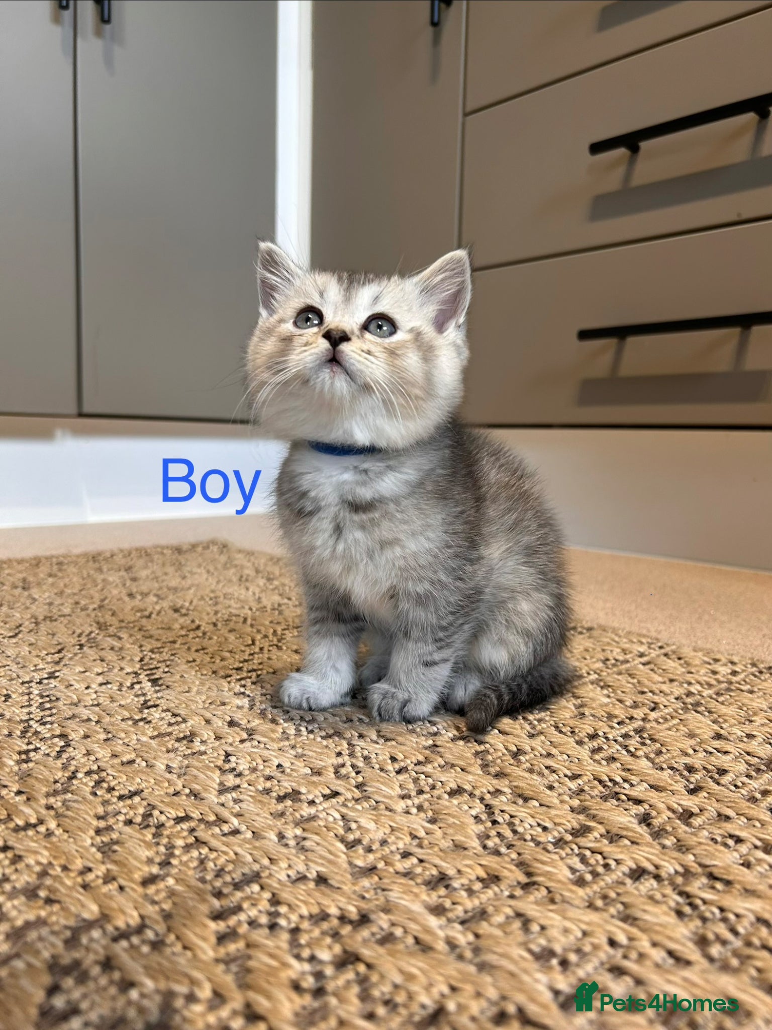 Scottish Fold cats Lovely , playful kittens looking for home  - Advert 5