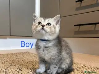 Scottish Fold cats Lovely , playful kittens looking for home - Advert 5