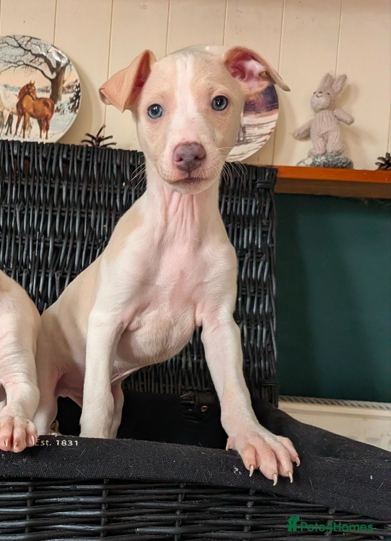 Italian Greyhound dogs BEAUTIFUL IGGY PUPPIES. 3 BOYS READY ON SUNDAY - Advert 3
