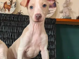 Italian Greyhound dogs BEAUTIFUL IGGY PUPPIES. 3 BOYS READY ON SUNDAY - Advert 3