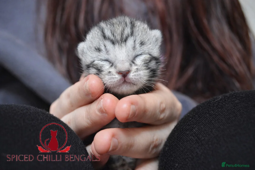 Bengal cats for sale: 🌟6 x CHAMPION BENGALS KITTENS🌟 - Advert 5