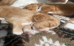 Cocker Spaniel dogs for sale: Golden & Red Working Cocker Spaniel Puppies - Image 18