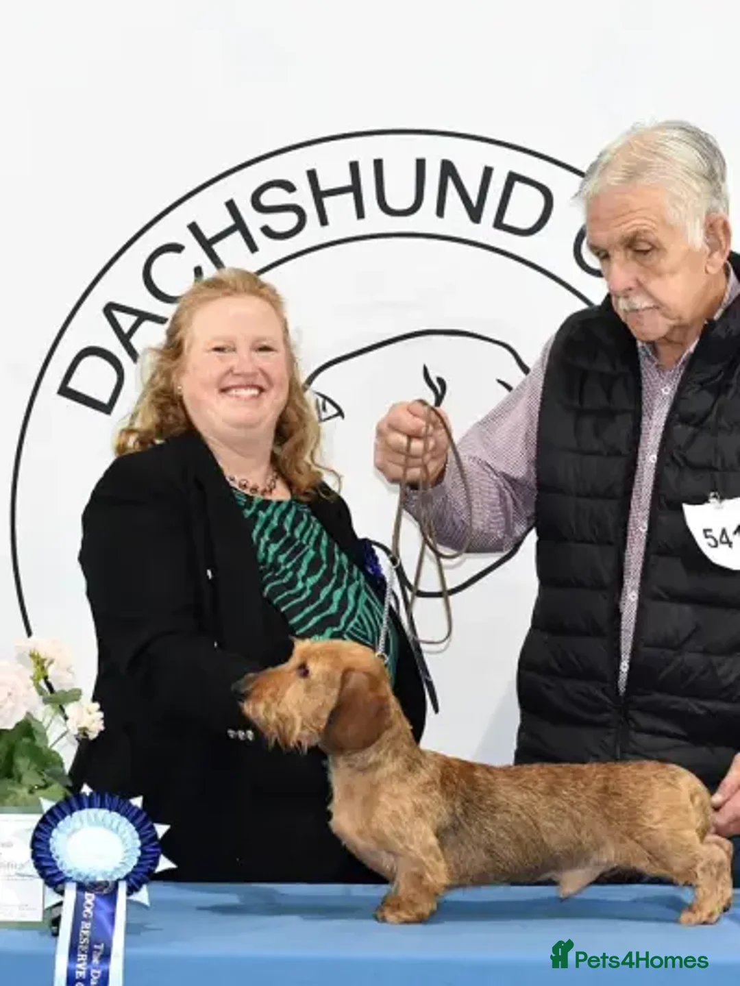 Miniature Dachshund dogs for sale: Stunning Mini Wirehaired Wild Boar Boy available - Advert 5