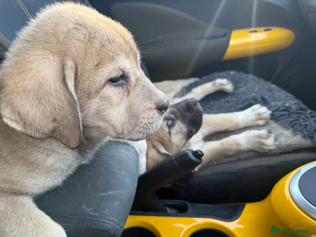 Mastiff dogs for sale: Registered Spanish mastiff puppies  - Advert 2