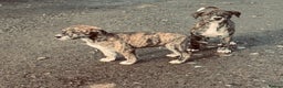 Lurcher dogs for sale: Cracking Lurcher Puppies - Advert 2