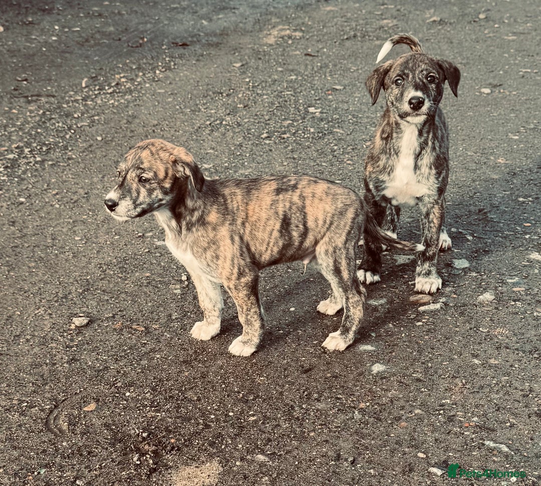 Lurcher dogs for sale: Cracking Lurcher Puppies - Advert 2