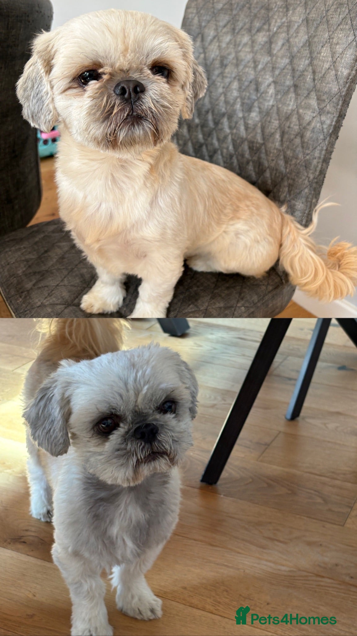 Shih Tzu dogs 2 Shih Tzus  **   - Advert 7