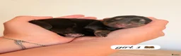 Mixed Breed dogs for sale: Dachshund X Pomeranian puppies  - Advert 7