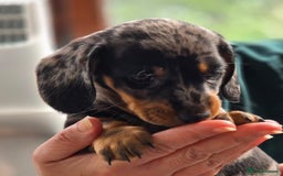 Miniature Dachshund dogs for sale: Miniature dachshund 1 boy left ready now - Image 4
