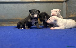 English Bull Terrier dogs for sale: English Bull Terriers Champion Bloodlines  - Image 22