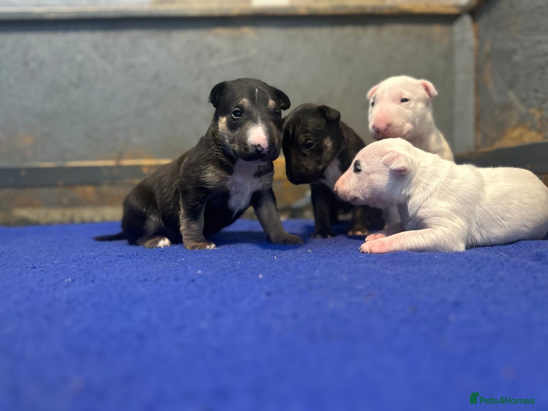 English Bull Terrier dogs for sale: English Bull Terriers Champion Bloodlines  - Image 22