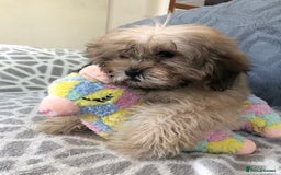 Shihpoo dogs for sale: shihpoo puppies for sale  - Image 18