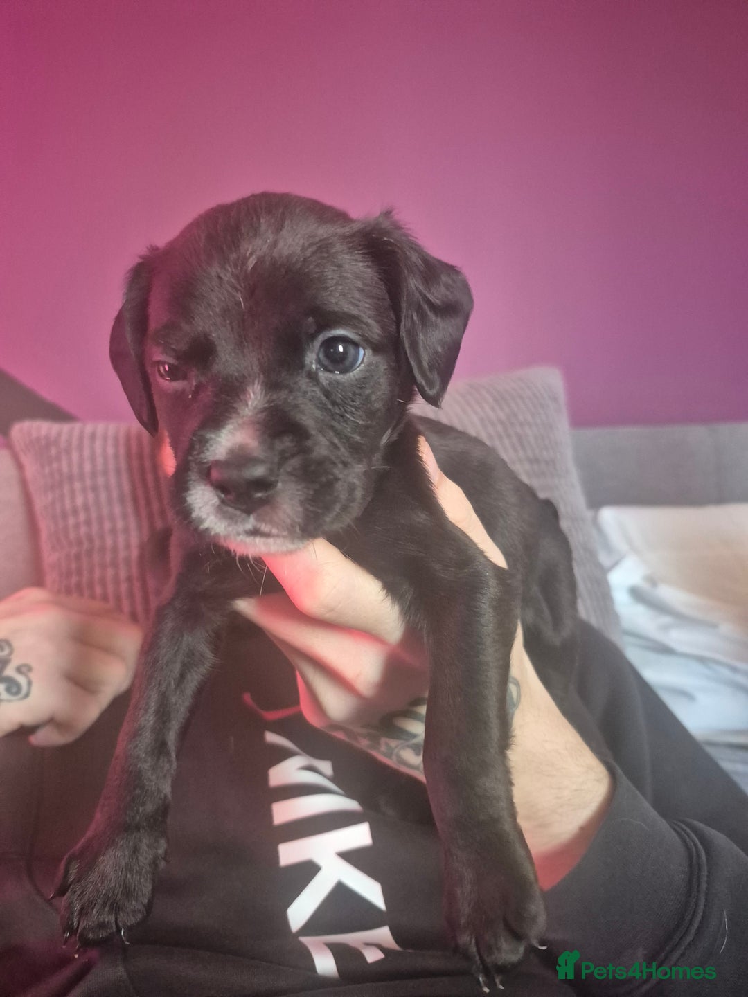 Mixed Breed dogs for sale: Bullmastiff x Springer Spaniel Puppies - Advert 25