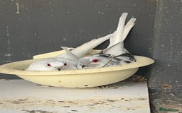 Doves birds for sale: Pair of pied diamond doves  - Image 1