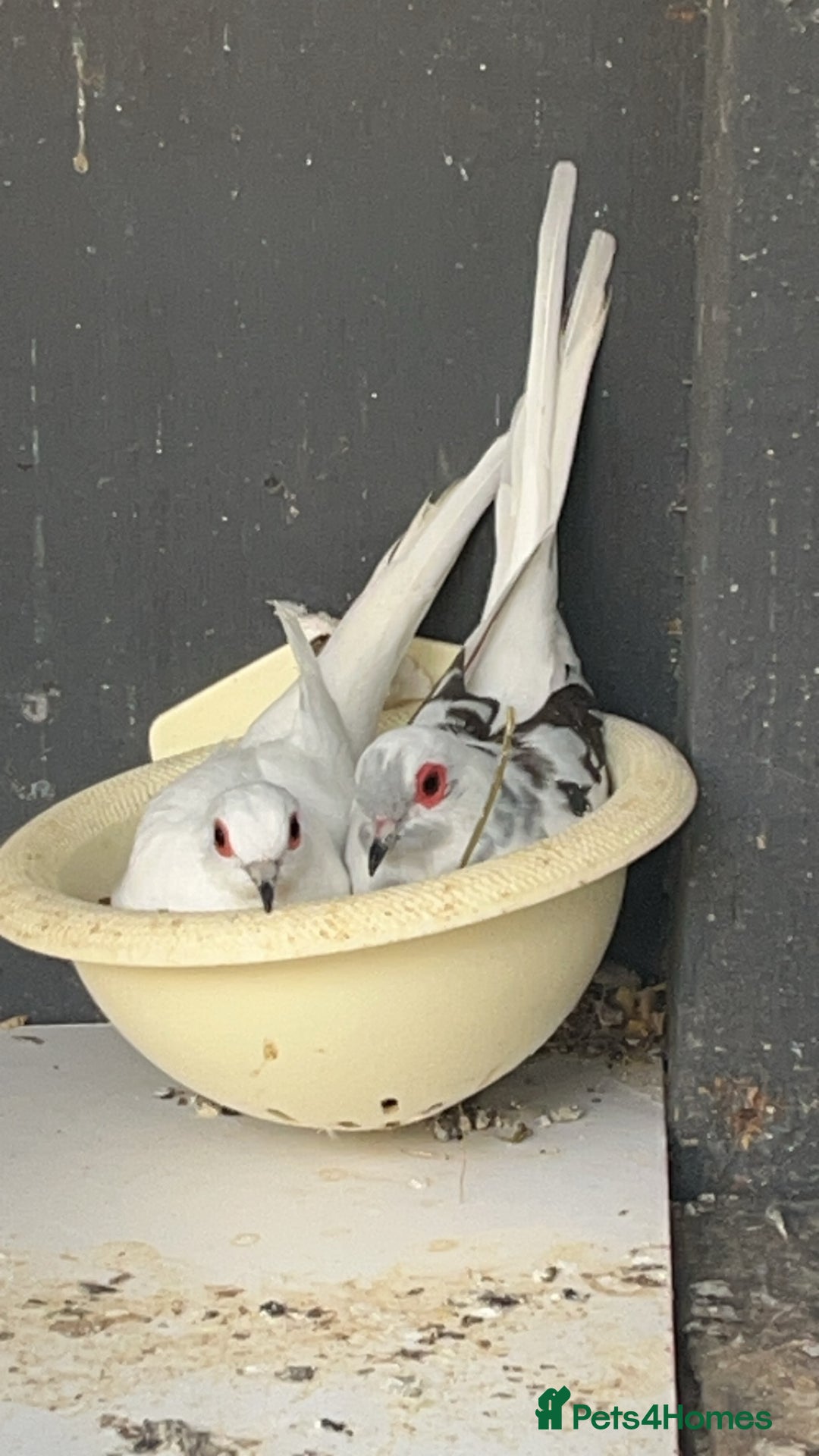 Doves birds for sale: Pair of pied diamond doves  - Image 1