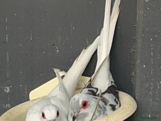 Doves birds - Advert 1