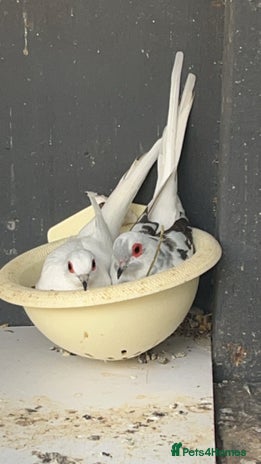 Doves birds - Advert 1