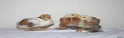 Chickens poultry for sale: Pekin bantam chicks - Advert 3