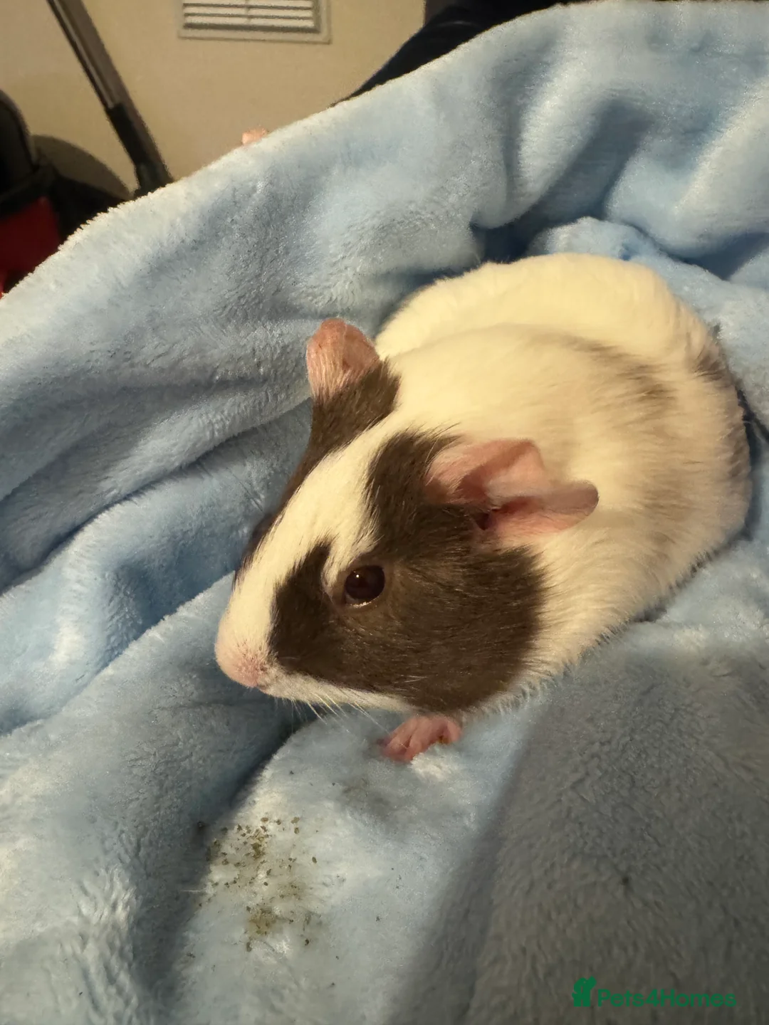 Guinea Pig rodents for sale: 2Female American Guinea Pigs incl Cage/Accesories  - Advert 2