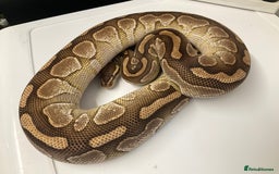 Python Snake reptiles for sale: Royal Pythons  - Image 4