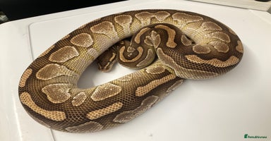 Python Snake reptiles - Advert 8