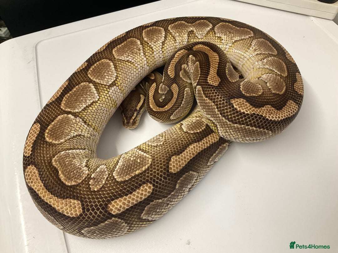 Python Snake reptiles for sale: Royal Pythons  - Image 4
