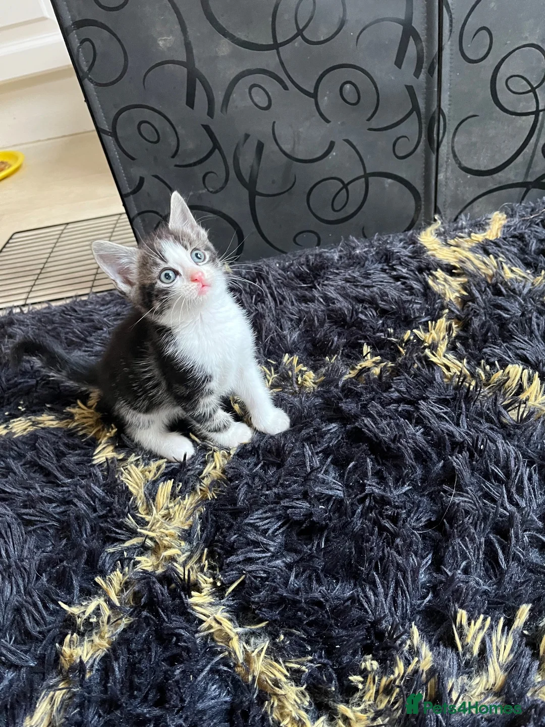 Mixed Breed cats for sale: Mixed breed/ Norwegian Forest Cat - Advert 17