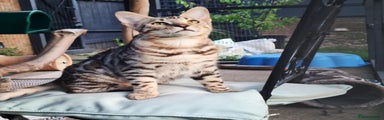 Bengal Kitten 2