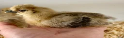 Chickens poultry for sale: Hatching Eggs🐣USA Bearded Silkies,Brahmas,Vorwerk - Advert 15