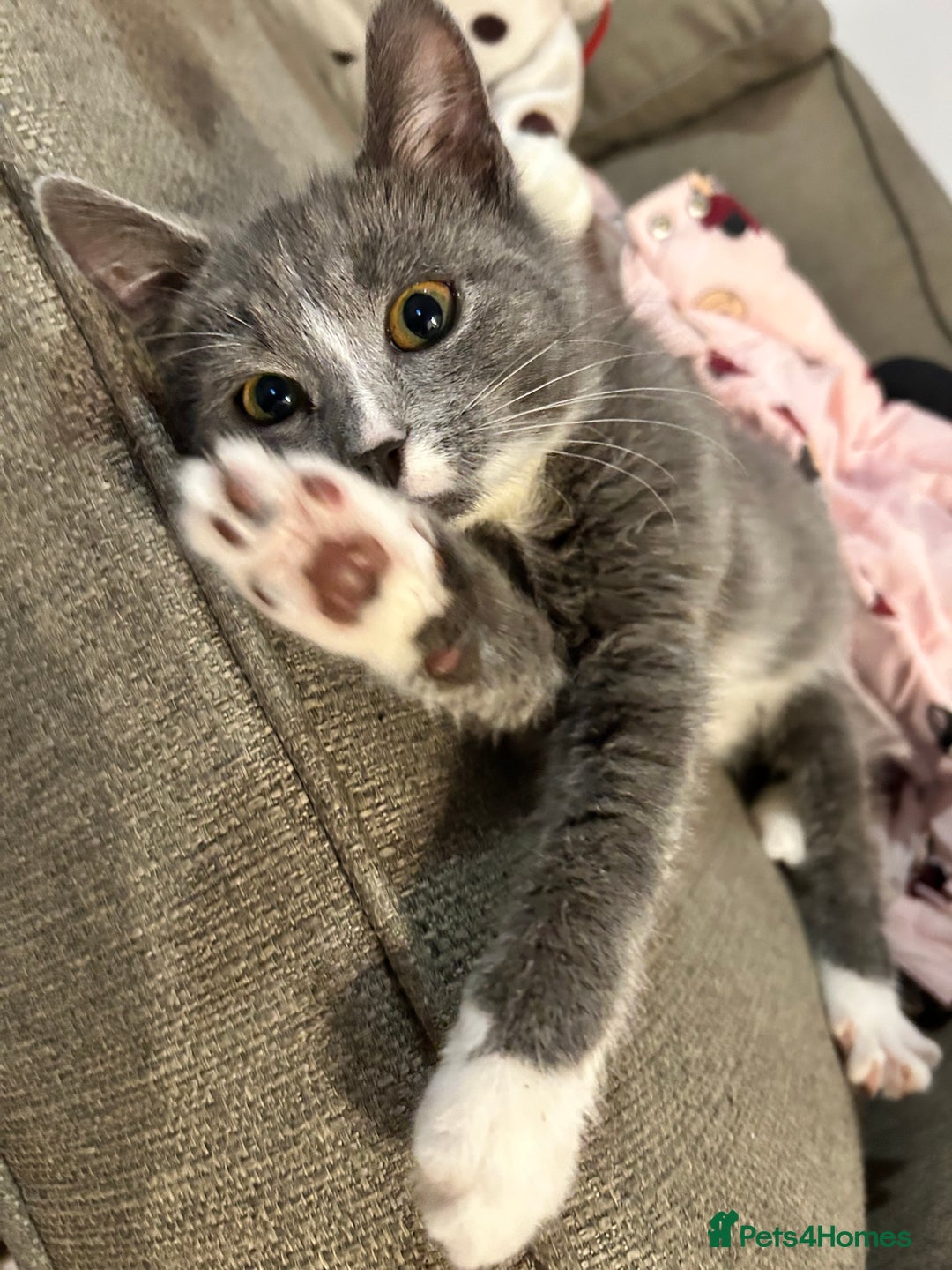 Mixed Breed cats for sale: 2’ beautiful male kittens - Advert 7