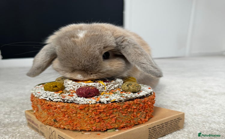 Mini Lop rabbits - Advert 5