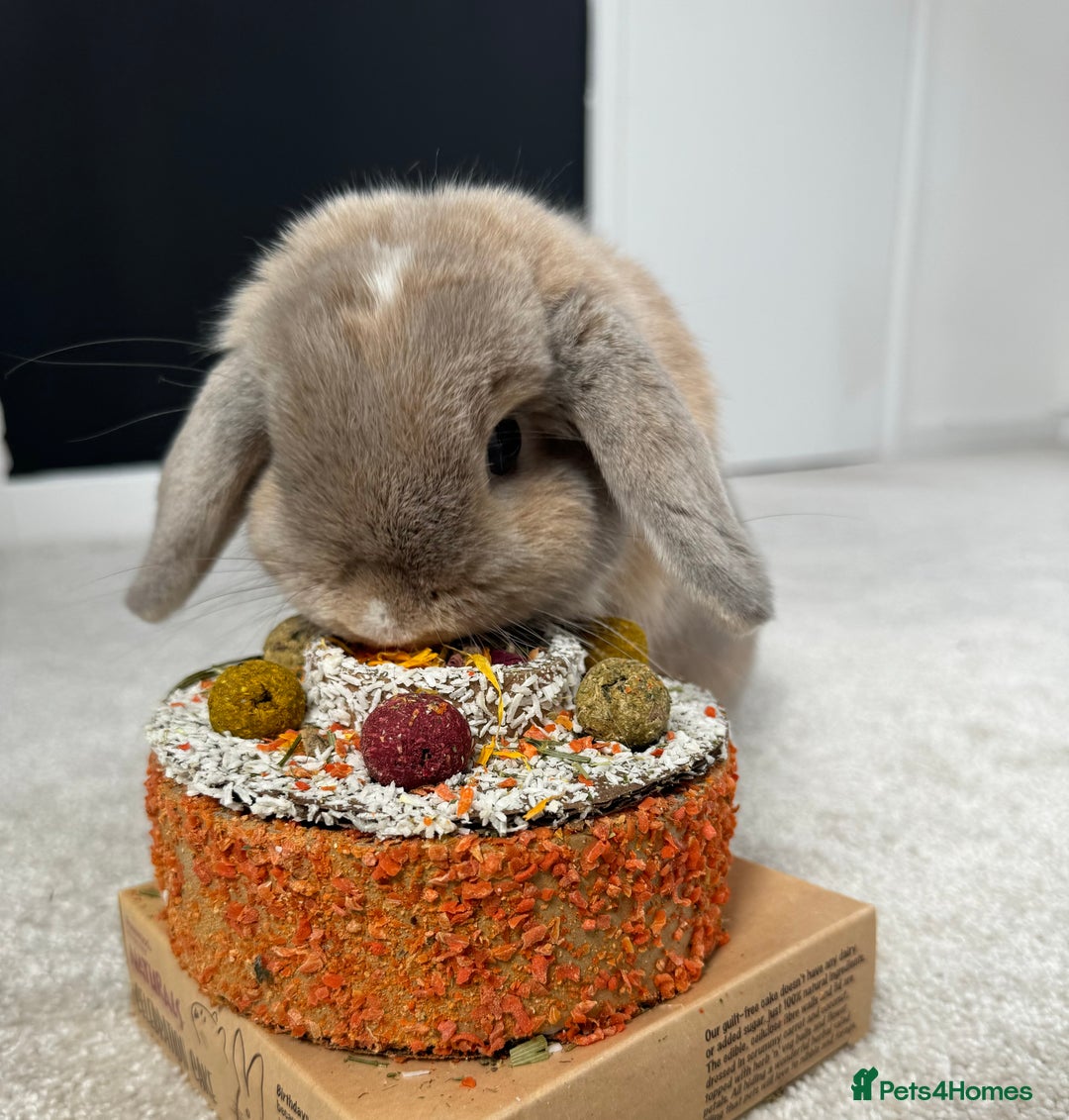 Mini Lop rabbits for sale: Beautiful litter trained mini lops for sale  - Image 1