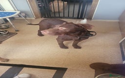 Mixed Breed dogs for sale: Beautiful baby boy  - Advert 3