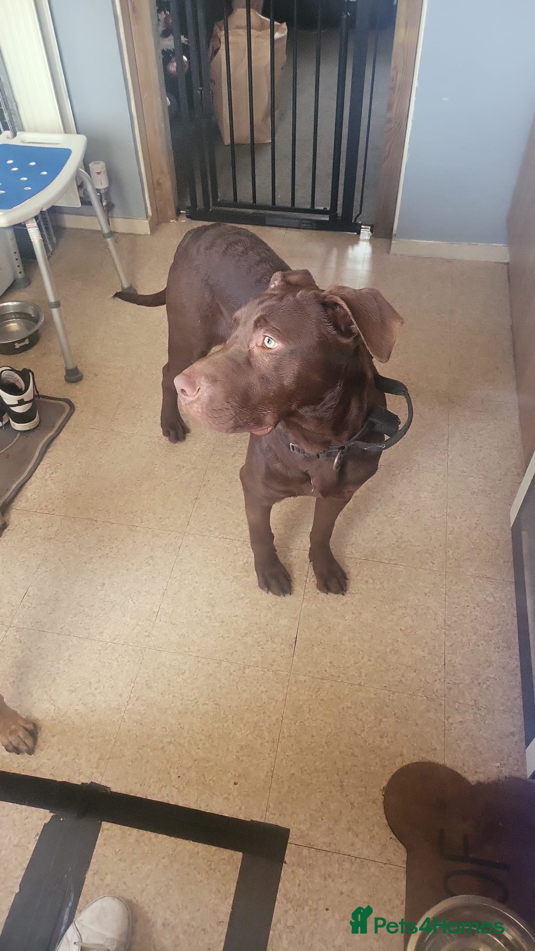 Mixed Breed dogs for sale: Beautiful baby boy  - Advert 3