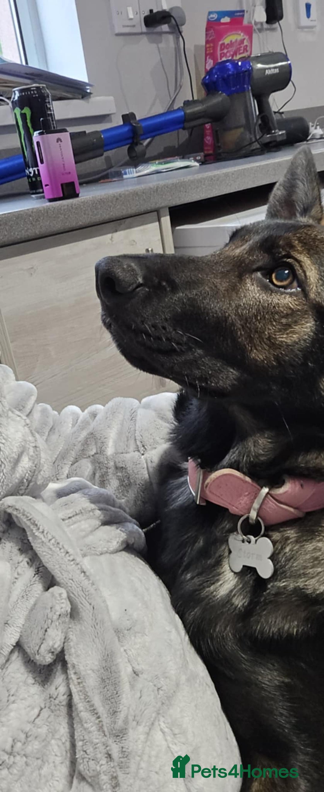 German Shepherd dogs for sale: Female german shepered  - Advert 3