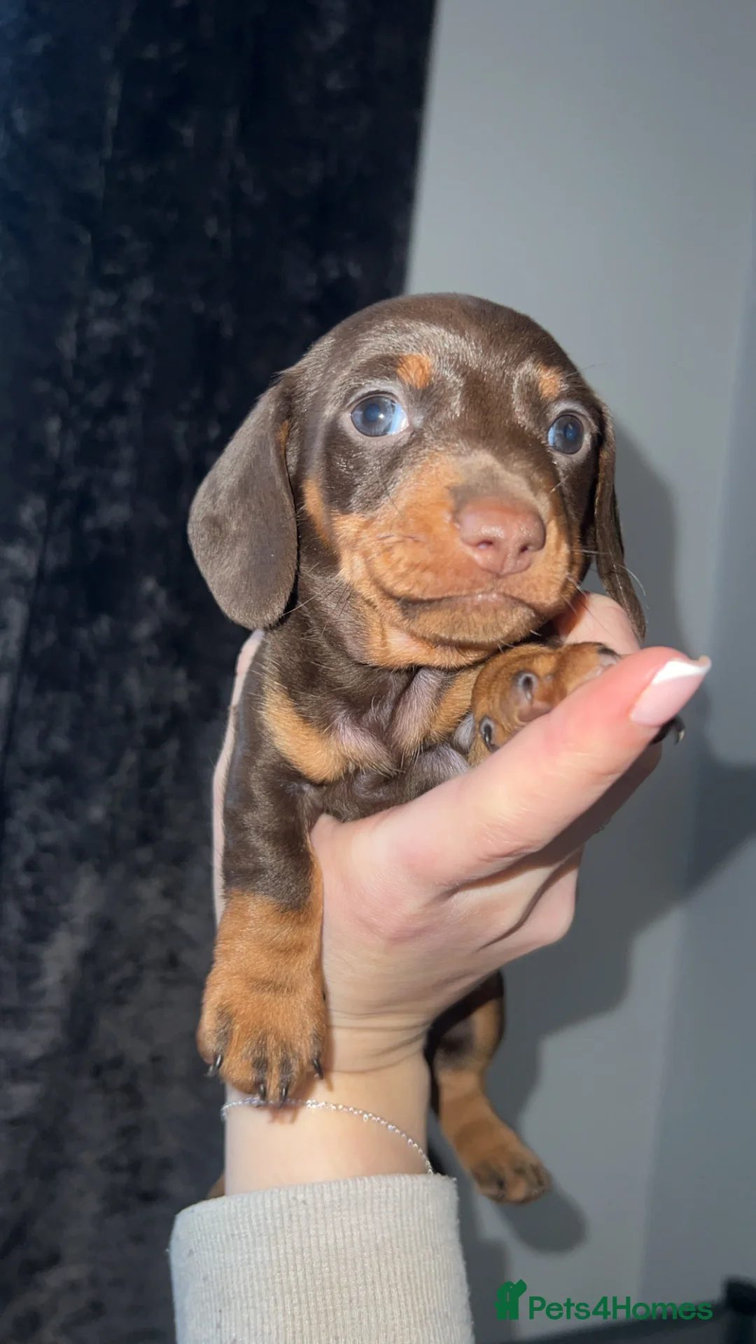Miniature Dachshund dogs for sale: Miniature Dachshund pups - Advert 2