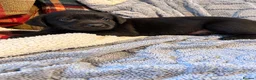 Labrador Retriever dogs for sale: 🐾 Beautiful Labrador Puppies in Welshpool - Advert 14